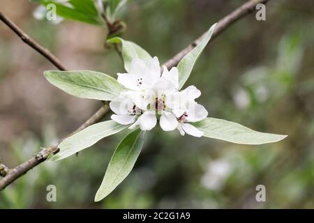 Pyrus salicifolia orientalis. Willow lasciarono pera. Foto Stock