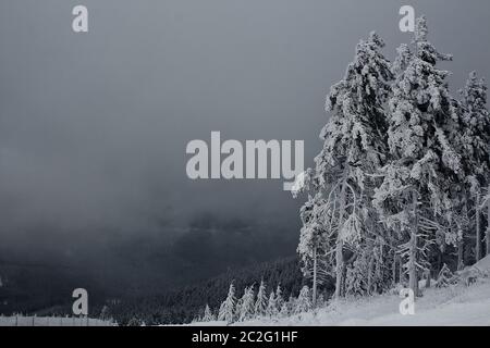 Neve Nebbia-coperta di abeti / abeti rossi sul Monte Wurmberg nella regione di Harz della Germania del nord. Foto Stock