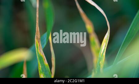 Germogli di grano con settoria. Perdita di raccolto dovuta a malattie di pianta Foto Stock