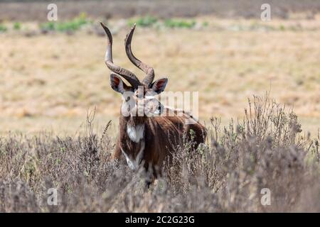 Maestoso maschio della endemica molto rara montagna Nyala, Tragelaphus buxtoni, grande antilope nella balla Mountain National Park, Etiopia, Africa widlife Foto Stock