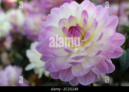 Rosa e Bianco Varietà dahlia Sandia Melody fiore con uno sfondo sfocato foglie e fiori. Foto Stock