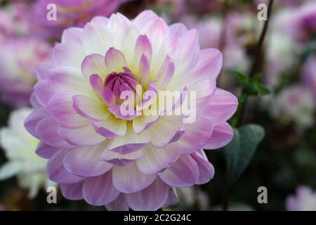 Rosa e Bianco Varietà dahlia Sandia Melody fiore con uno sfondo sfocato di foglie e fiori e buona copia spazio. Foto Stock