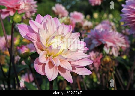 Rosa varietà dahlia melodia armonia fiore con uno sfondo sfocato di foglie e fiori e buona copia spazio. Foto Stock