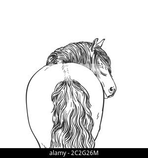 Ritratto di cavallo con manie lunghe guarda indietro, Vista dal retro, razza di cavalli nordsvedese. Schizzo vettoriale, illustrazione disegnata a mano Illustrazione Vettoriale
