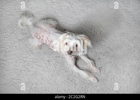 Aggiungi un commento Foto Stock