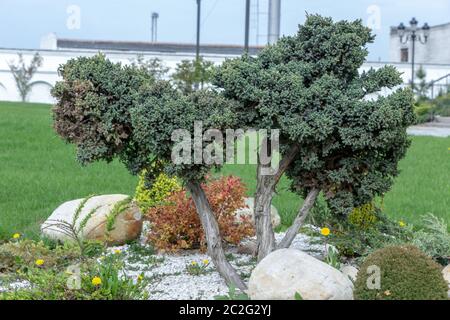 Ginepro con tranciatura a forma di bonsai, utilizzato nella progettazione paesaggistica Foto Stock