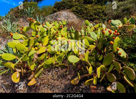 Opuntia stricta - Prickly PEAR cactus - Vernazza, cinque Terre, Liguria, Italia Foto Stock