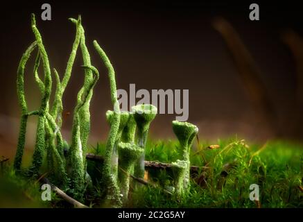 Muschio verde alla luce del mattino. Macro primo piano Foto Stock