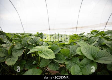 Le piante di fragola crescono su alti stand pronti per essere raccolti. Foto Stock