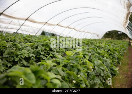 Le piante di fragola crescono su alti stand pronti per essere raccolti. Foto Stock