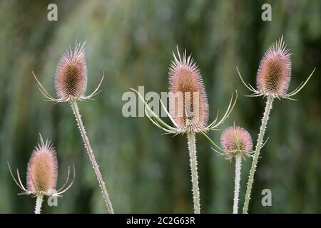 I supporti di frutta maturi della carta selvaggia Dipsacus fullonum Foto Stock