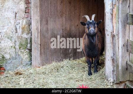 Ritratto di una capra carina su una fattoria Foto Stock