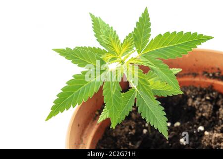 Coltivazione di cannabis a casa. Una pianta di canapa in una pentola su uno sfondo bianco con spazio di copia Foto Stock