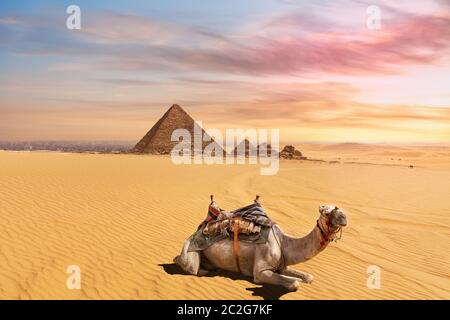Carino il cammello di fronte alla Piramide di Menkaure complessa, Giza, Cairo, Egitto. Foto Stock