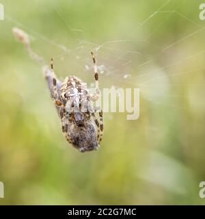 Croce ragno in er web nel forrest con bozzolo Foto Stock