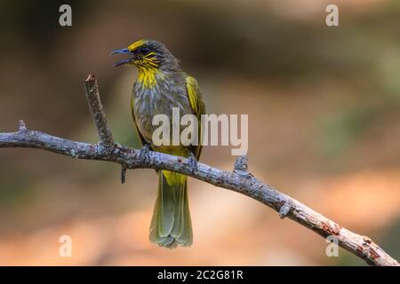 Stripe-throated Bulbul Bird, in piedi su un ramo in natura della Thailandia Foto Stock