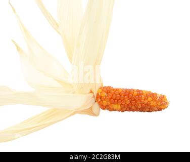 Close-up di ornamentali mais Indiano con rosso e arancio niblets e bucce essiccate, su sfondo bianco Foto Stock