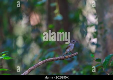 Bella marrone asiatica flycatcher(Muscicapa dauurica) in piedi sul ramo in foresta Foto Stock