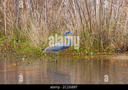 Airone tricolore sulla caccia in una zona umida in Chincoteague National Wildlife Refuge in Virginia Foto Stock