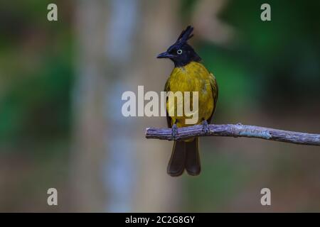 Bellissimo uccello nero-crested Bulbul , Pycnonotus melanicterus appollaiato su un ramo Foto Stock