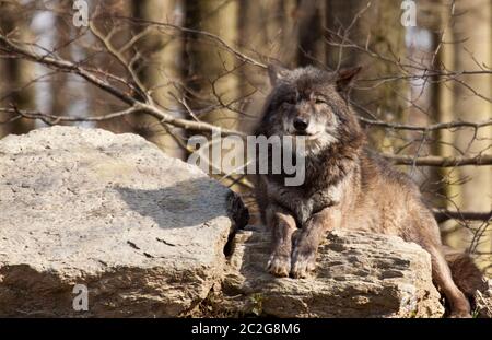 Lupo orientale o lupo grigio americano (lycaon Canis lupus) Foto Stock