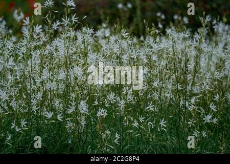 Anthericum liliago Giglio di San Bernardo Foto Stock