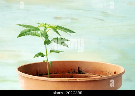 Coltivazione di cannabis a casa. Giovani pianta di canapa con foglie verdi, vista laterale su un sfondo di teal con spazio di copia Foto Stock