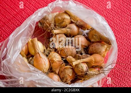Cipolle in sacchetti di plastica per piantare Foto Stock