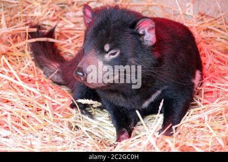 un diavolo della tasmania in uno zoo in francia Foto Stock