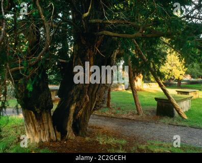 La datazione C-14 suggerisce questo tasso all'angolo NW del Corwen Churchyard, Wrexham, Galles, Regno Unito, è vecchio come la prima chiesa di pietra costruita qui da c. 1200. Foto Stock
