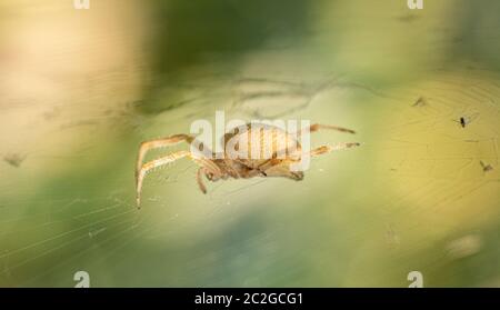 Un ragno da giardino scarno si siede su una rete, un grande piano su uno sfondo verde Foto Stock