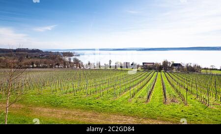 Vigna invernale sul lago di Costanza Germania Foto Stock