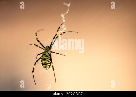 Un ragno da giardino scarno si siede su una rete, un grande piano su uno sfondo verde Foto Stock