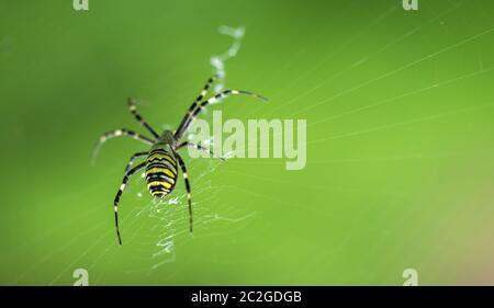 Un ragno da giardino scarno si siede su una rete, un grande piano su uno sfondo verde Foto Stock