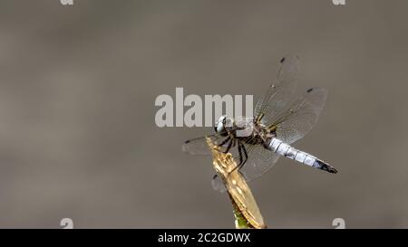 Libellula depressa Chaser di corpo largo UNA bella libellula grigia si siede sopra un ramo di albero rotto sopra l'acqua Foto Stock