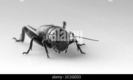 Insetto di Cricket o Gryllidae isolato su uno sfondo bianco Foto Stock
