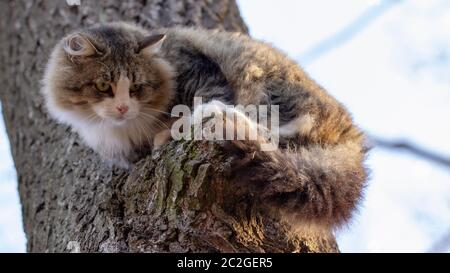 Gatto senza casa, colore grigio e bianco con lunghi capelli seduti su un ramo di un vecchio albero Foto Stock