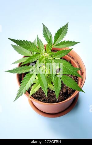 Coltivare cannabis a casa. Una pianta giovane della canapa in una pentola, cominciando a formare gli stigmi bianchi, la fase più antica di fioritura. Su una b blu Foto Stock