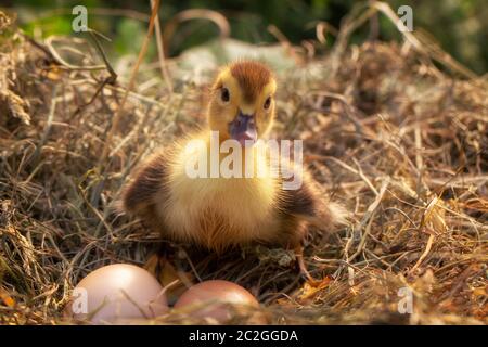 Una piccola anatra si siede su un nido di fieno Foto Stock