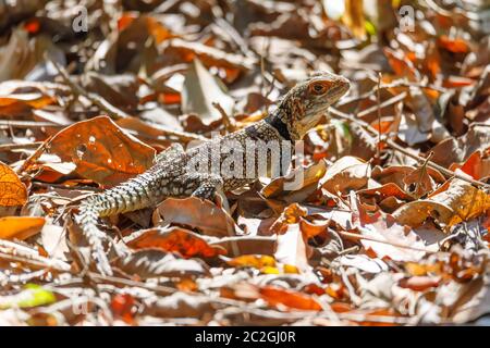 Politica del Madagascar a collare, iguana Oplurus cuvieri, Madagascan collare lizzard iguana. Ankarafantsika Parco nazionale del Madagascar Africa wildlife e w Foto Stock