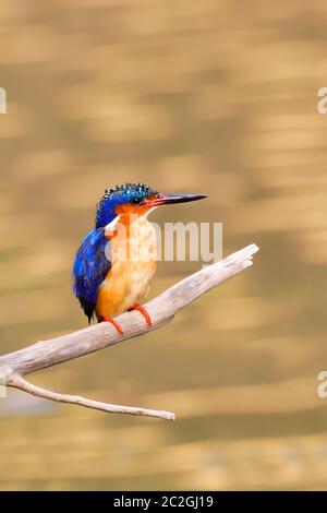 Bella Madagascar bird kingfisher, Corythornis vintsioides, Ankarafantsika Parco nazionale del Madagascar wildlife, Africa Foto Stock