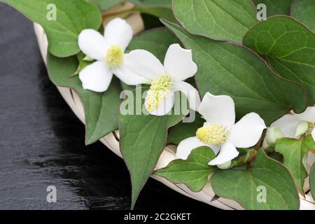 Houttuynia cuoriformi erba pesce con fiore, medicina cinese Foto Stock