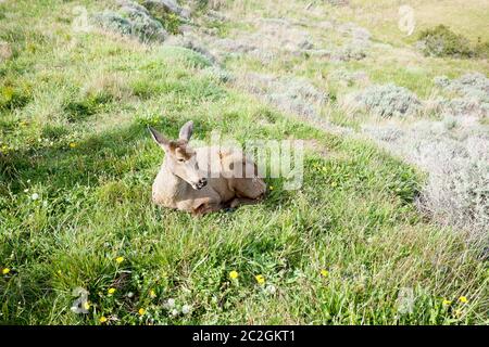 Sud Andino cervi seduto su erba, Cile. Guemal meridionale. Huemul cileno. Specie Minacciate Foto Stock