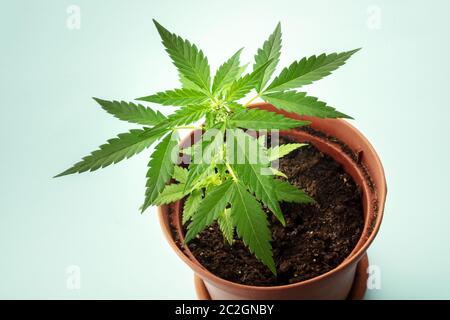 Coltivare cannabis a casa. Una pianta giovane di canapa in una pentola Foto Stock