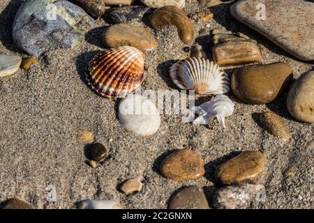 I resti dei gusci sul litorale in una tarda mattinata estiva Foto Stock