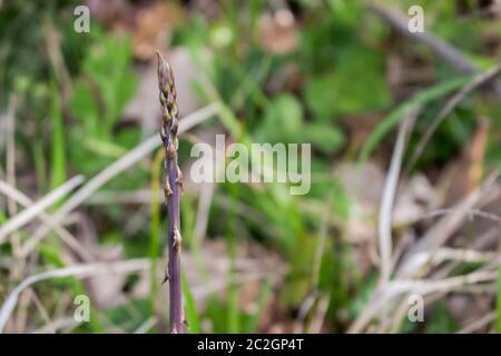 Gli asparagi selvatici raccolti nei boschi Foto Stock