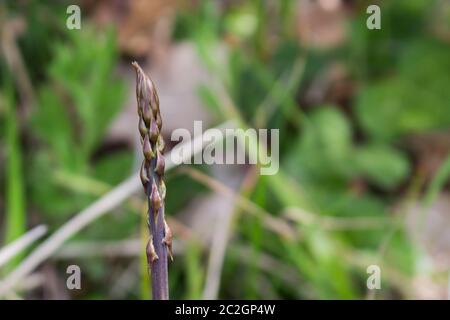 Gli asparagi selvatici raccolti nei boschi Foto Stock