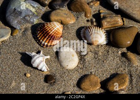 I resti dei gusci sul litorale in una tarda mattinata estiva Foto Stock