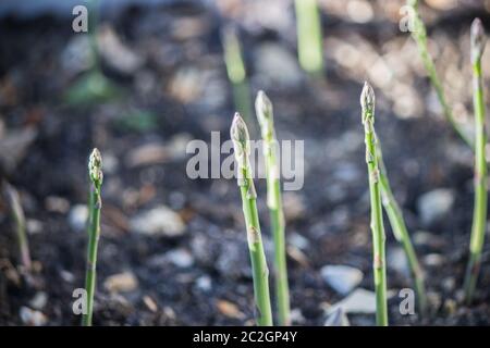 Gli asparagi selvatici raccolti nei boschi Foto Stock