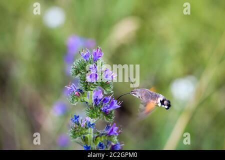 a dove-tailed flies on a flowering Stock Photo